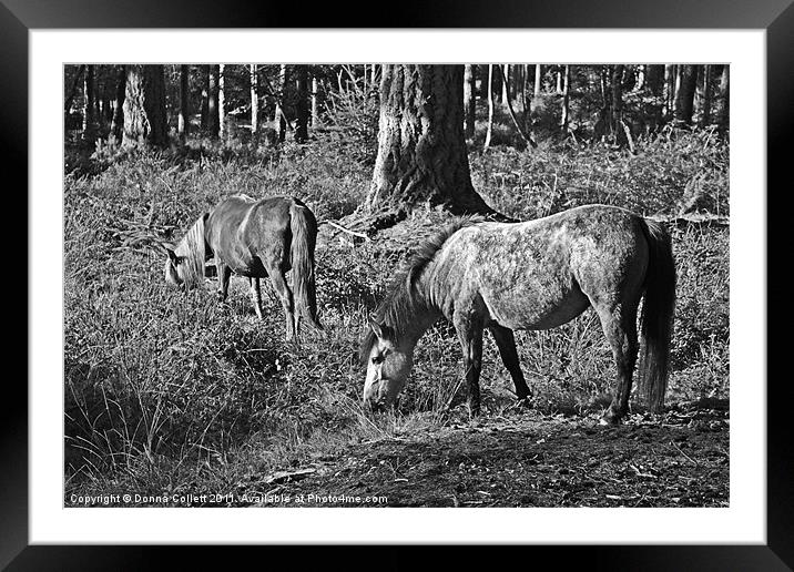New Forest Ponies Framed Mounted Print by Donna Collett