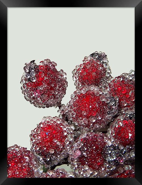 Frosted Berries Framed Print by Donna Collett