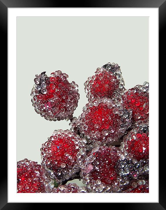 Frosted Berries Framed Mounted Print by Donna Collett