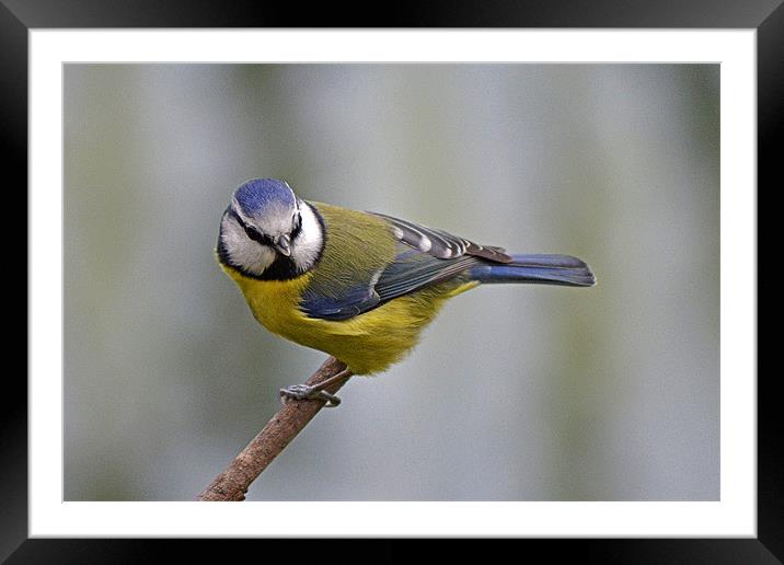 Blue tit Framed Mounted Print by Donna Collett