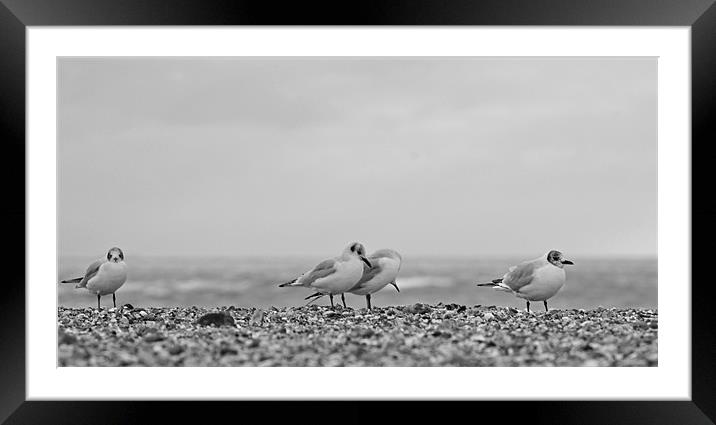 Gulls Framed Mounted Print by Donna Collett