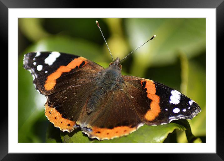 Red Admiral Framed Mounted Print by Donna Collett