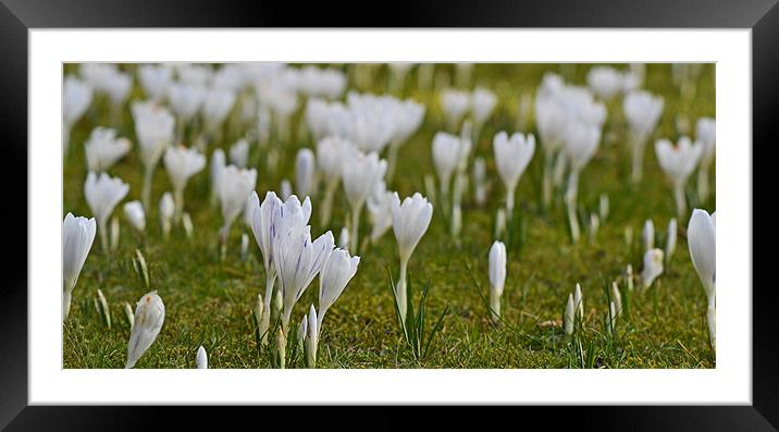 Sea of Croci Framed Mounted Print by Donna Collett
