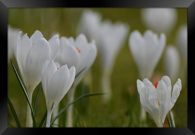 Delicately White Framed Print by Donna Collett