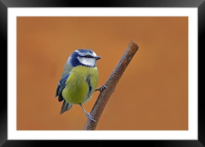 Bluetit Framed Mounted Print by Donna Collett