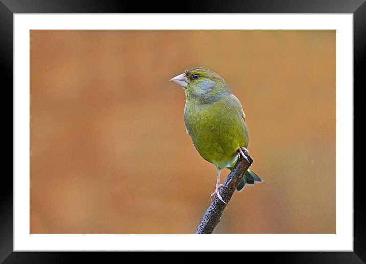 Greenfinch Framed Mounted Print by Donna Collett