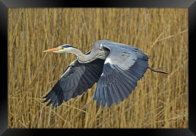 The Grey Heron Framed Print by Donna Collett