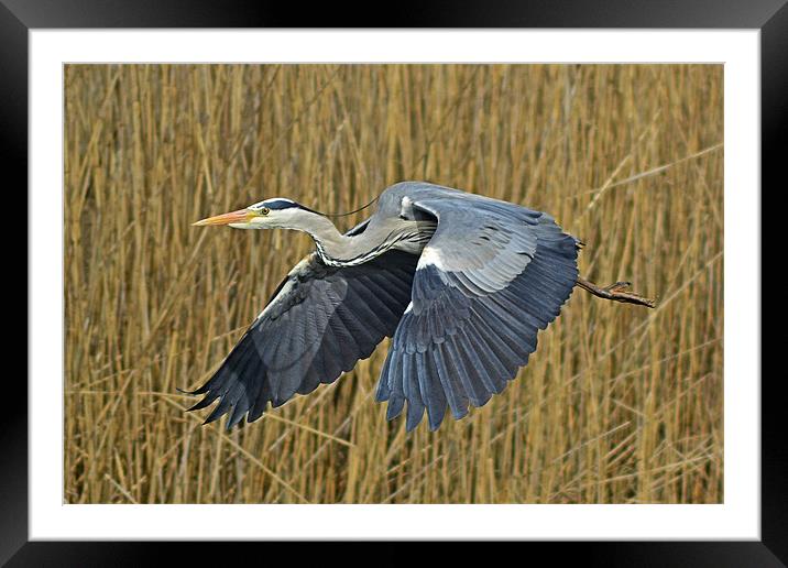 The Grey Heron Framed Mounted Print by Donna Collett