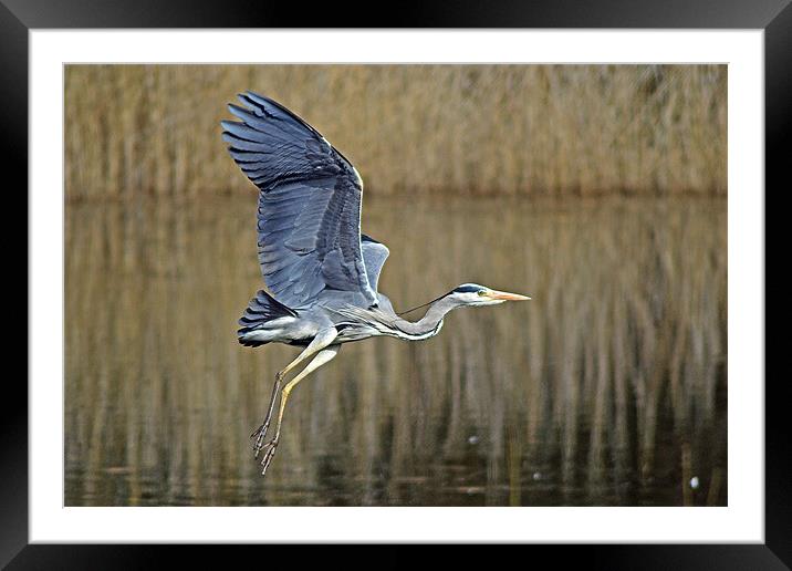 Heron In Flight Framed Mounted Print by Donna Collett