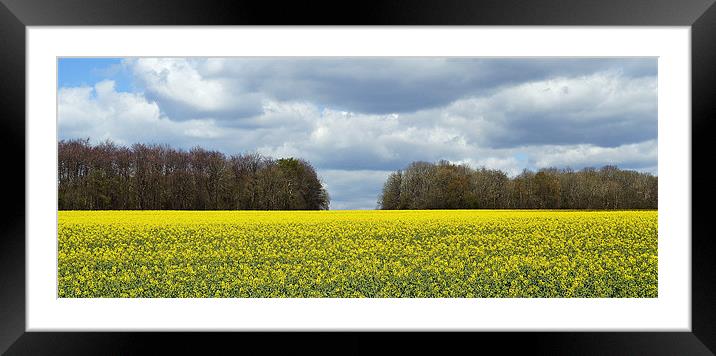 Field of Colour Framed Mounted Print by Donna Collett