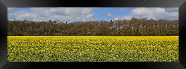 Rape Seed Field Framed Print by Donna Collett