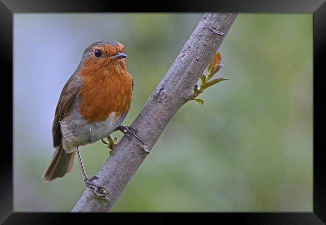 Robin Framed Print by Donna Collett