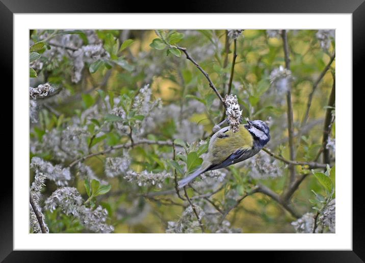 Just Hanging! Framed Mounted Print by Donna Collett