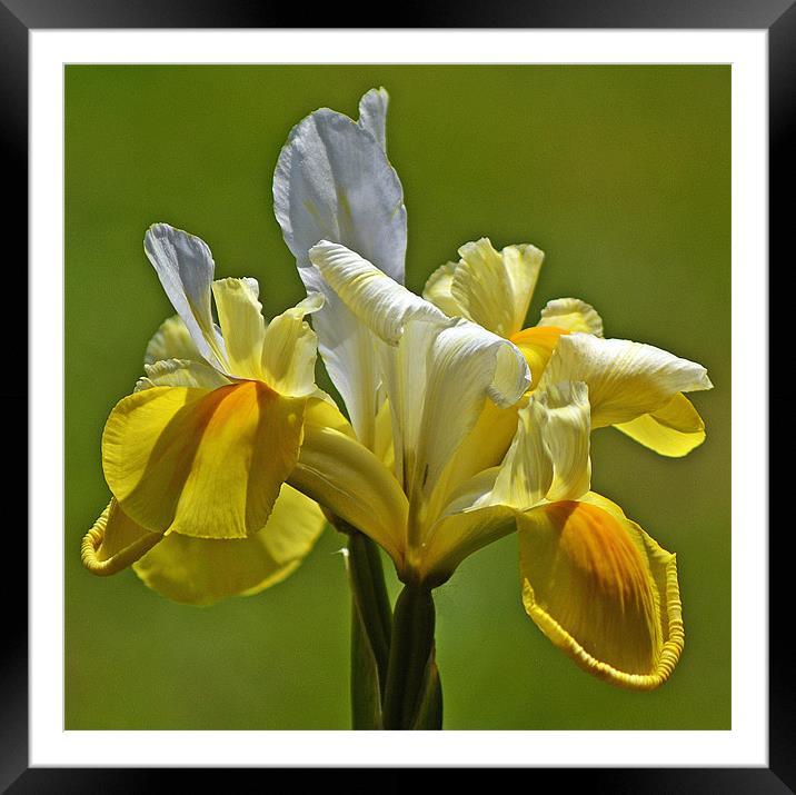 Bloom in Yellow & White Framed Mounted Print by Donna Collett