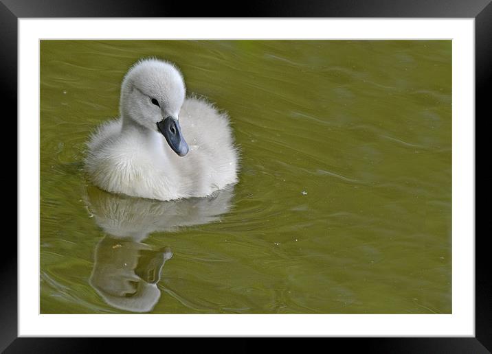 Cygnet Framed Mounted Print by Donna Collett