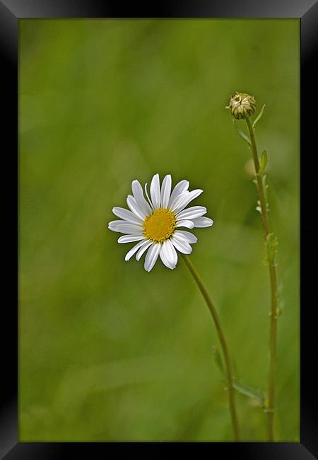 Daisy Framed Print by Donna Collett