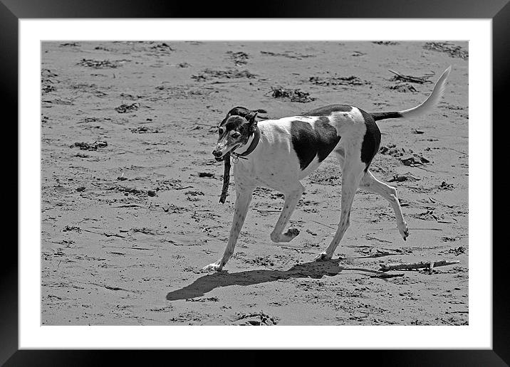Fetch!!! Framed Mounted Print by Donna Collett