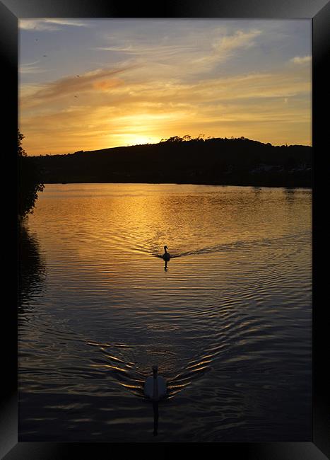 Double Swan Sunset Framed Print by Donna Collett