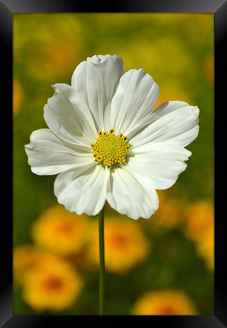 Cosmos Portrait Framed Print by Donna Collett