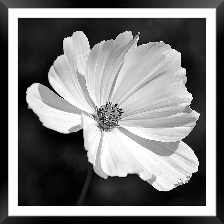 B&W Cosmos Framed Mounted Print by Donna Collett