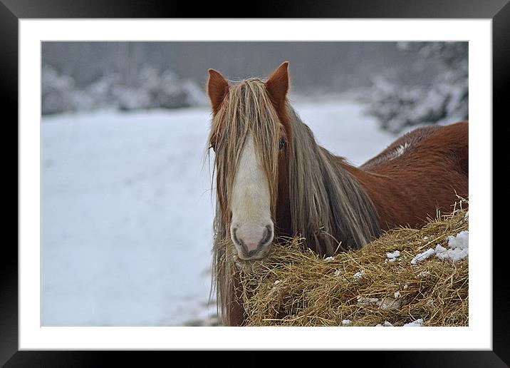 Hungry Horse Framed Mounted Print by Donna Collett