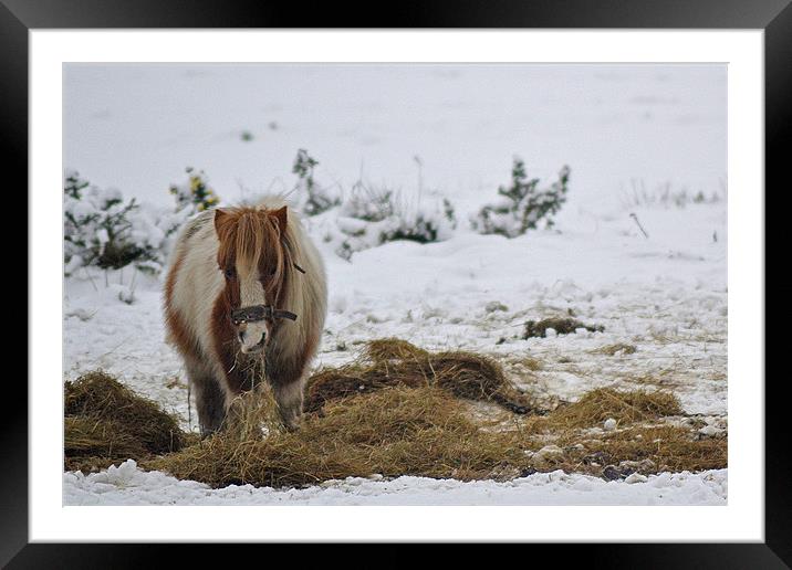 Shetland Pony Framed Mounted Print by Donna Collett