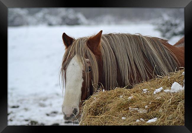 Shhh, Im Hiding Framed Print by Donna Collett