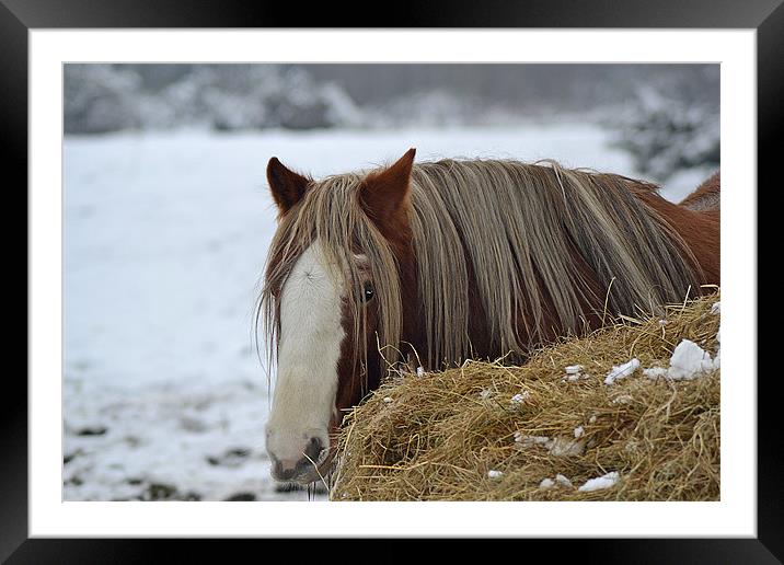 Shhh, Im Hiding Framed Mounted Print by Donna Collett