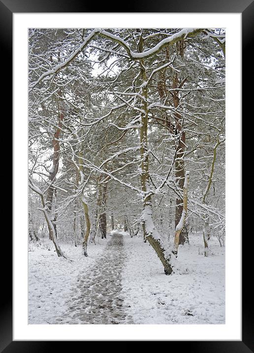 A winters walk Framed Mounted Print by Donna Collett