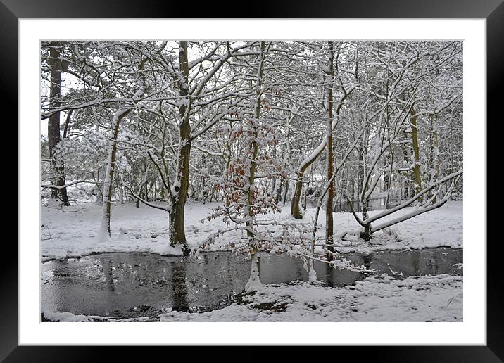 A winters pond Framed Mounted Print by Donna Collett