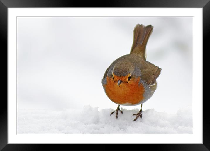 Snowy Robin Framed Mounted Print by Donna Collett