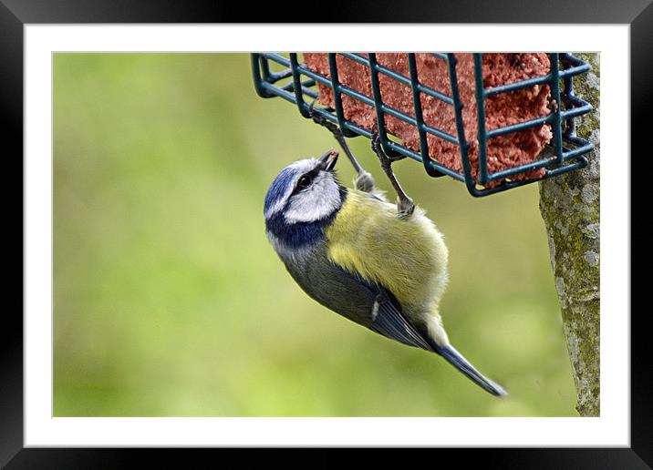 Feeding Tit Framed Mounted Print by Donna Collett
