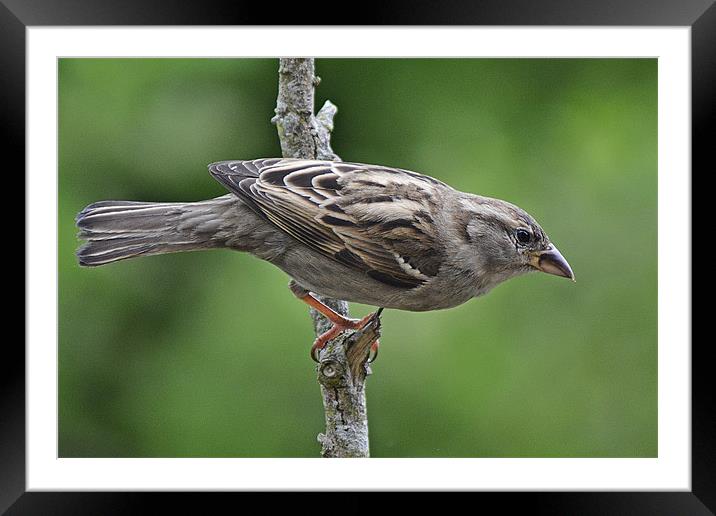 Sparrow Framed Mounted Print by Donna Collett