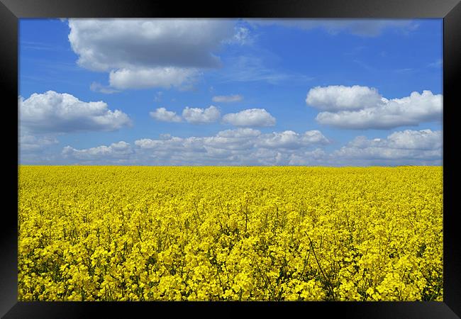 golden field Framed Print by Donna Collett