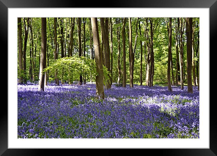 Bluebells Framed Mounted Print by Donna Collett