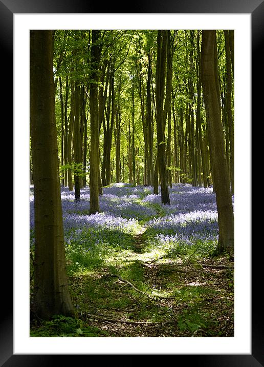 Bluebell woods Framed Mounted Print by Donna Collett