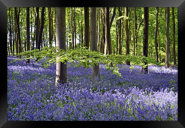 Bells of Blue Framed Print by Donna Collett