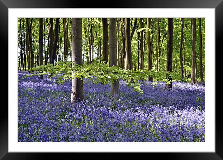 Bells of Blue Framed Mounted Print by Donna Collett