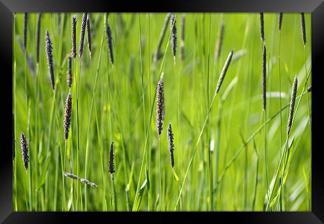 Abstract Grass Framed Print by Donna Collett