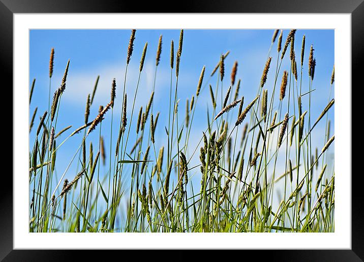 Grass in the Breeze Framed Mounted Print by Donna Collett