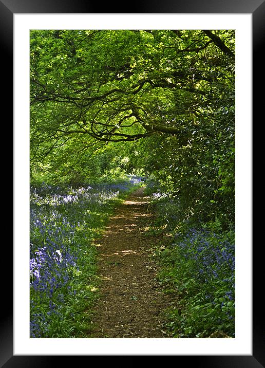 Woodland Walk Framed Mounted Print by Donna Collett