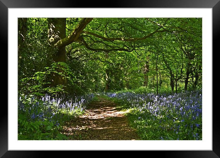 Glade of Bells Framed Mounted Print by Donna Collett