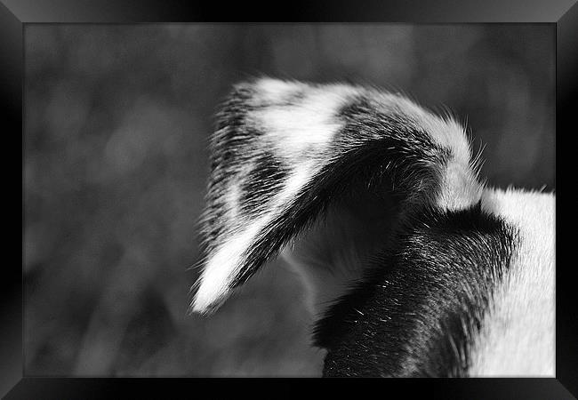 ear ear !!! Framed Print by Donna Collett