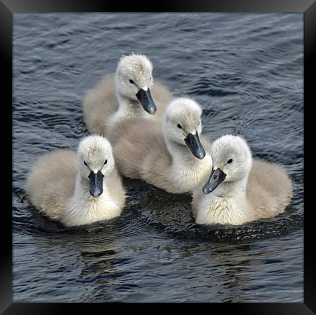 4 cuties Framed Print by Donna Collett