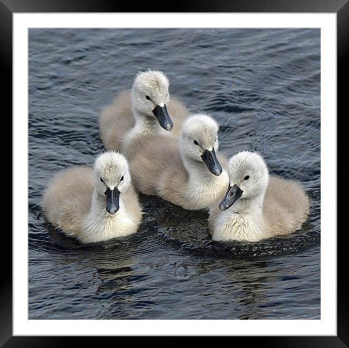 4 cuties Framed Mounted Print by Donna Collett