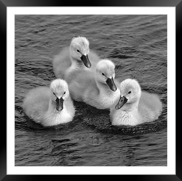 cygnets in mono Framed Mounted Print by Donna Collett