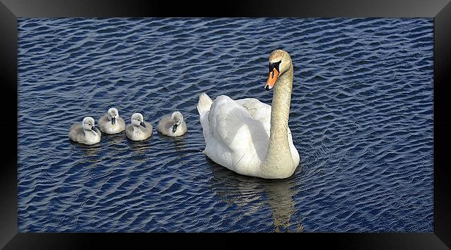 a young family Framed Print by Donna Collett