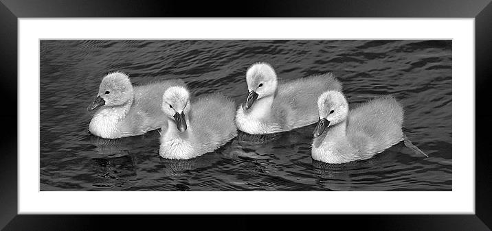 quartet in mono Framed Mounted Print by Donna Collett