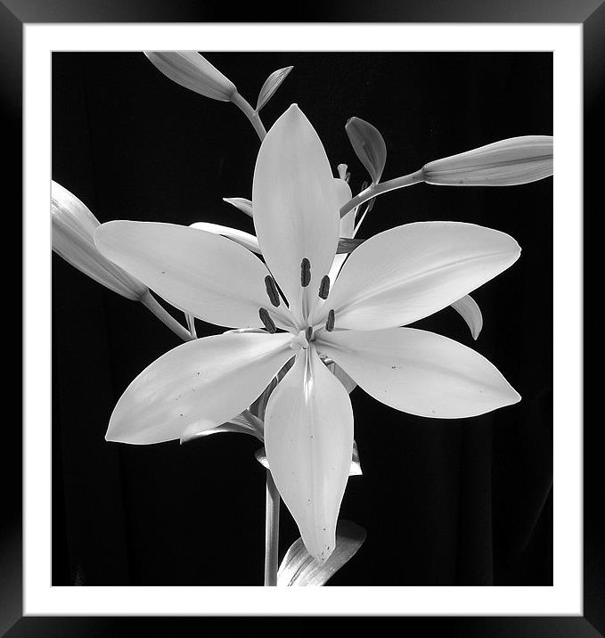 Conneticut King Lily  in B&W Framed Mounted Print by Donna Collett