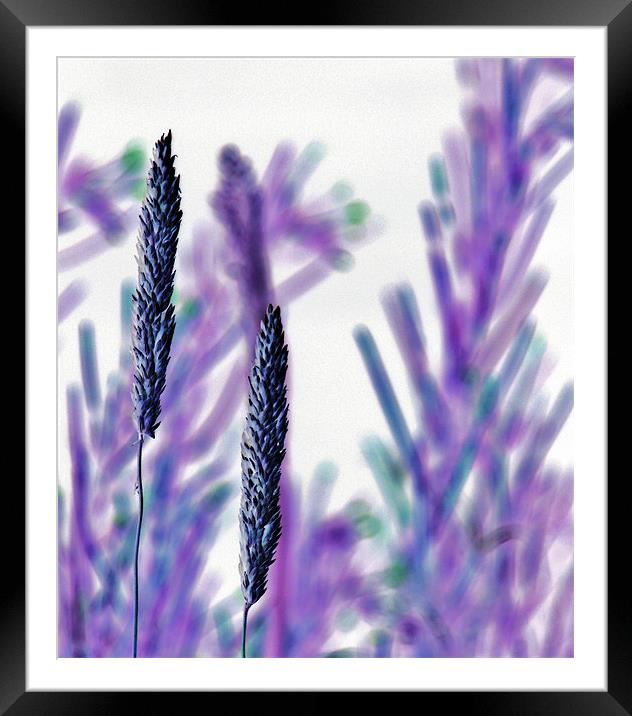 Modern,, abstract,, Grass Framed Mounted Print by Donna Collett